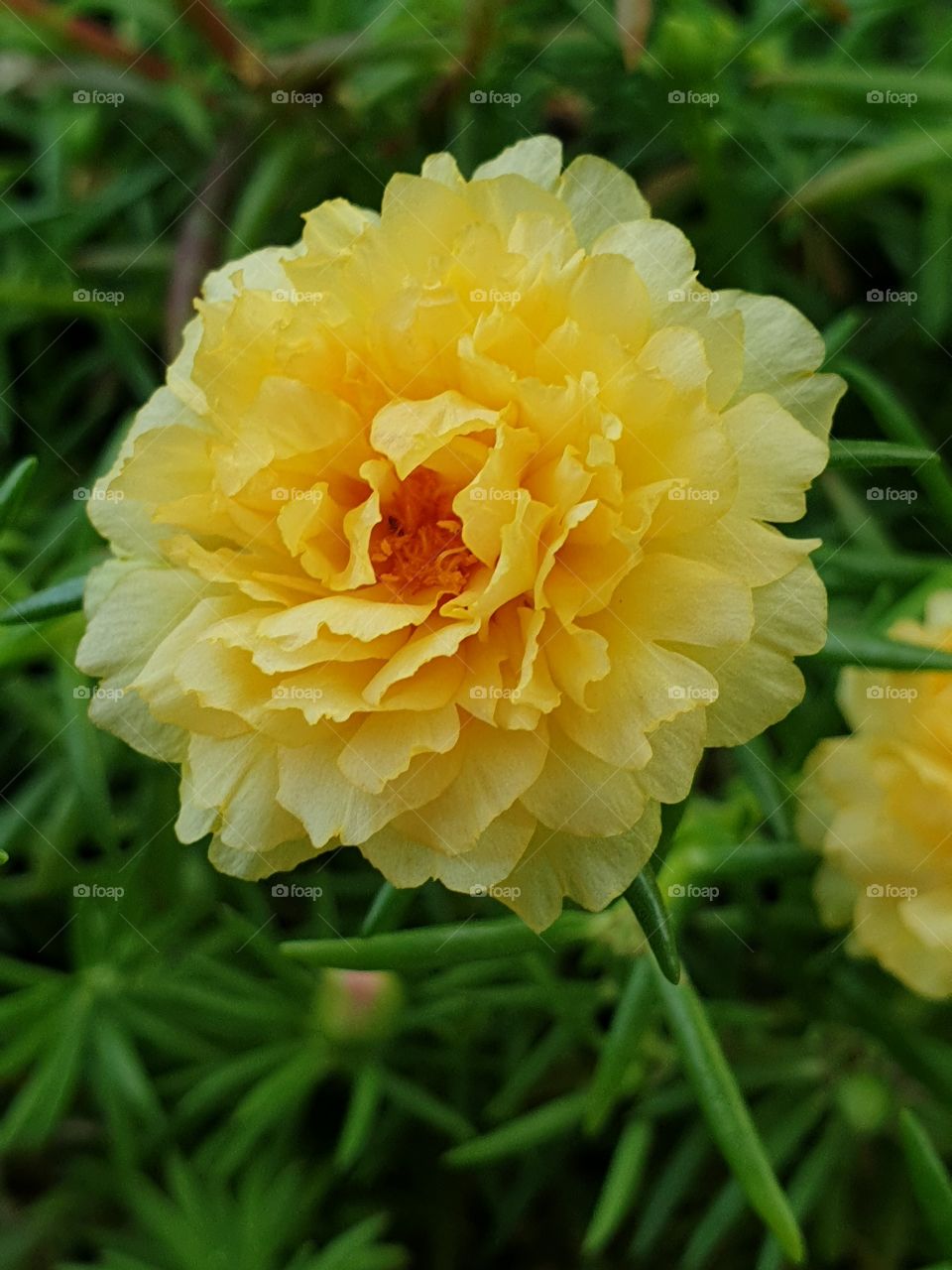 the portulaca grandiflora