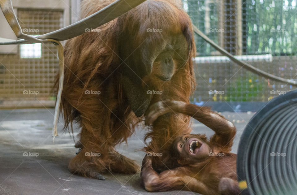 Orangutan father playing with baby. 
