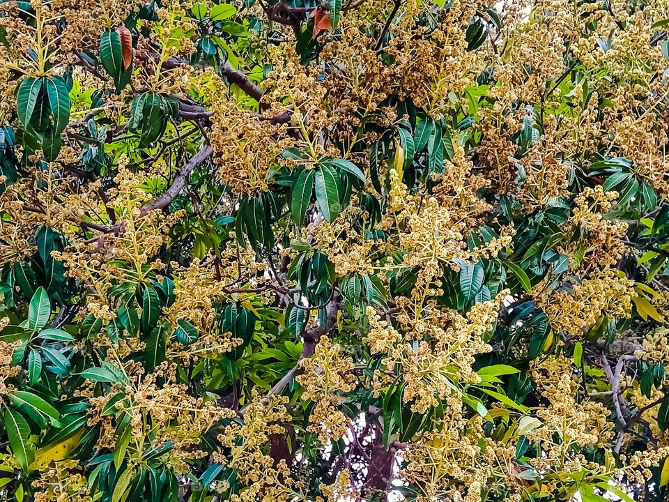 Beautiful spring on mangifera indica tree image india