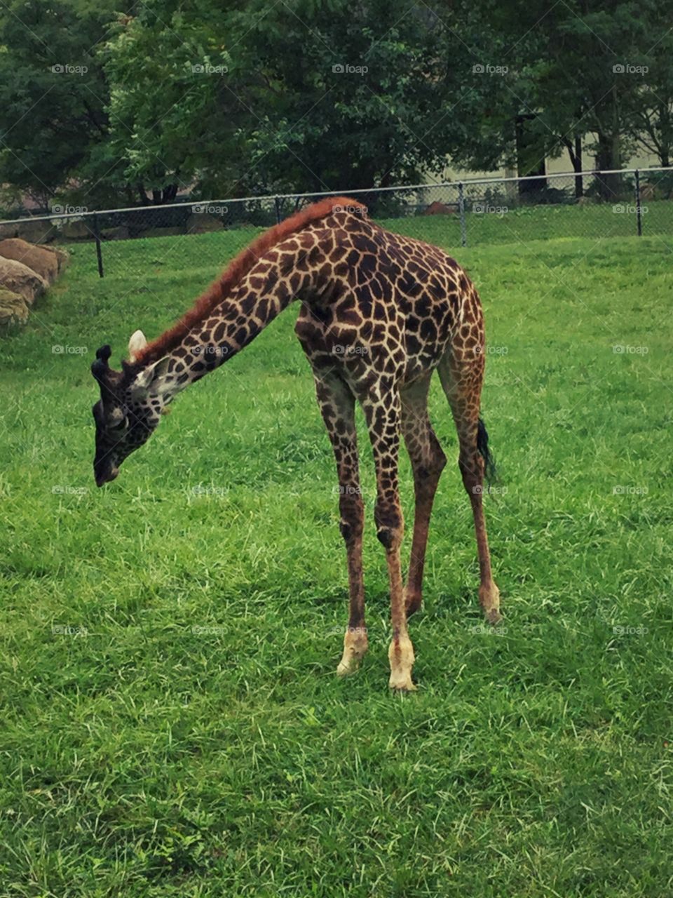 This is a baby giraffe at the Cleveland metro parks zoo