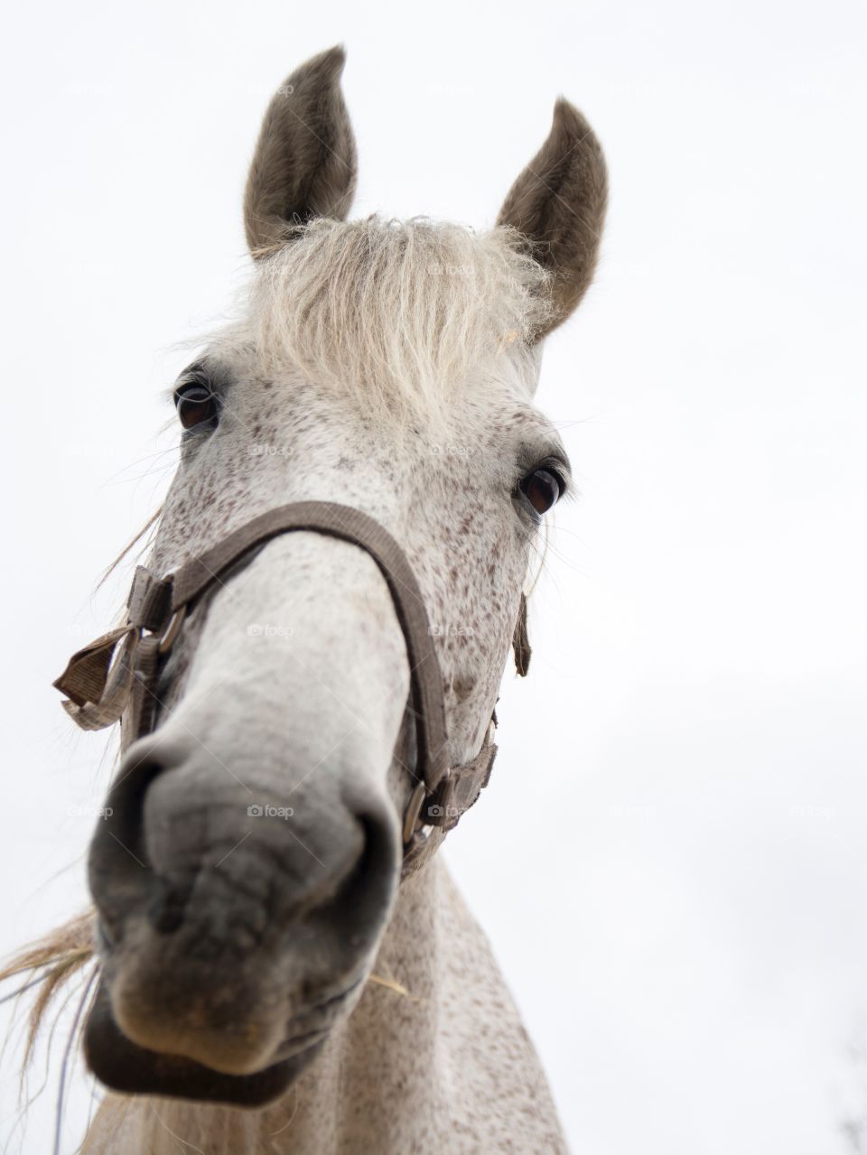 Horse portrait 