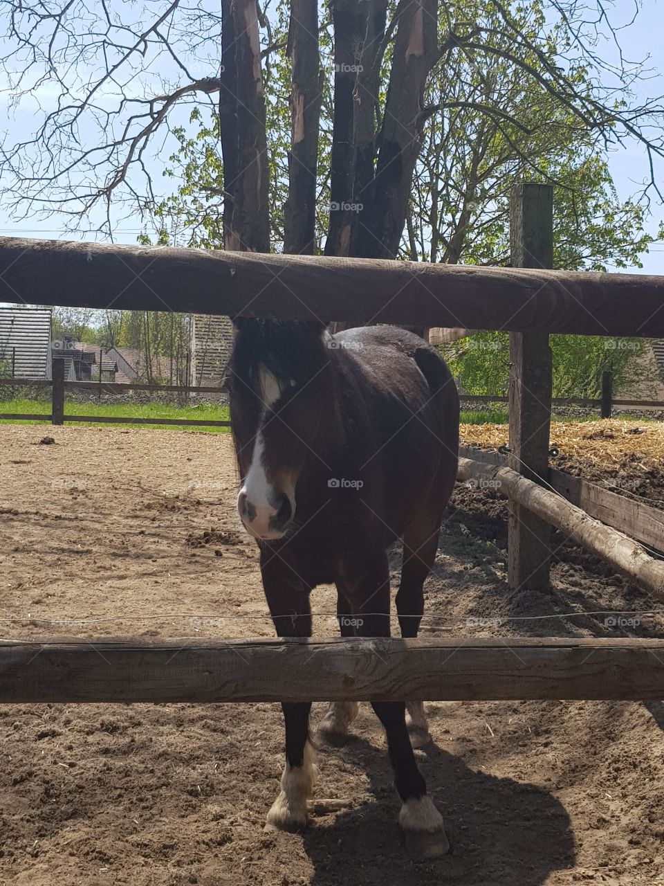 cheval au poney club