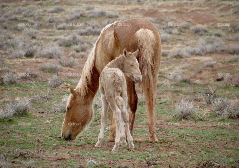 Wild Horses in Arizona Desert