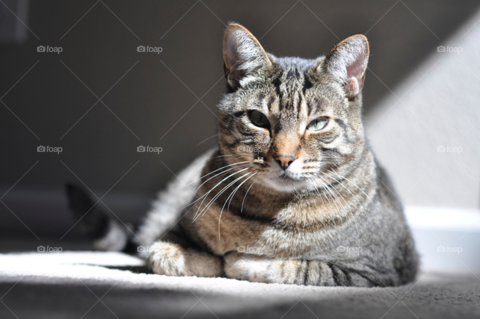 ground sun carpet cat by stephenkirsh