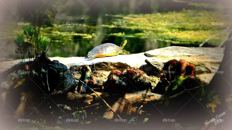 Turtle