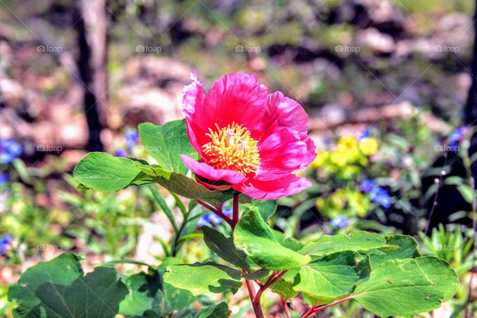 mountain flowers