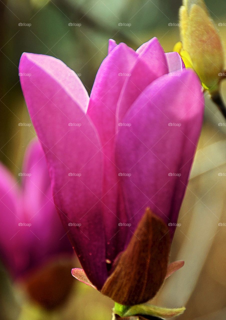 Tulip tree flower 