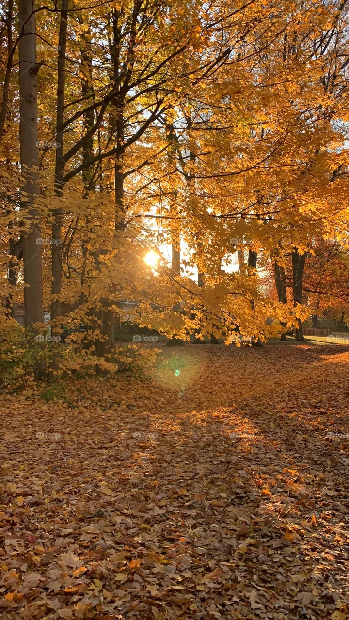 Gold Autumn Michigan USA 