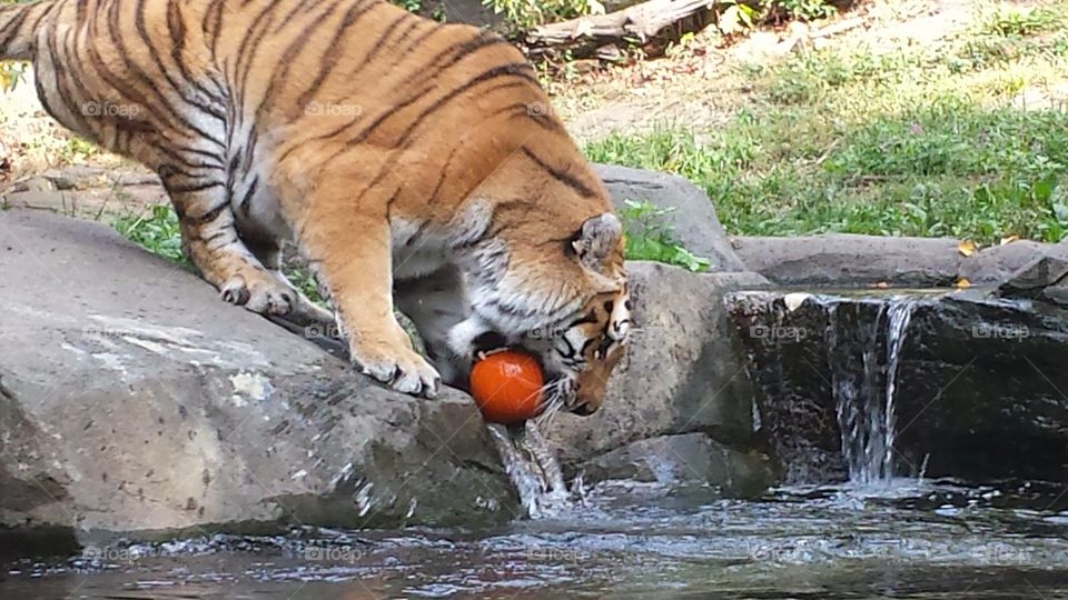 A Tiger playing with a pumpkin 