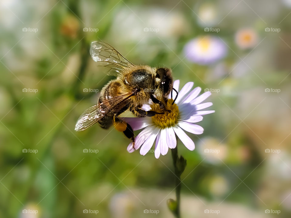 Bee pollinating small wildflower