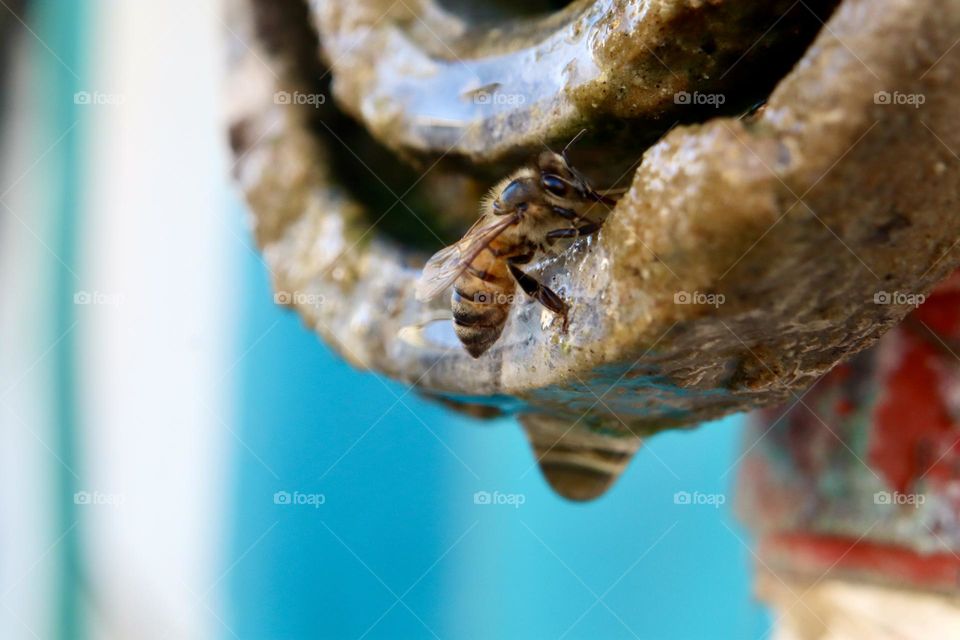 Bee drinking water from dripping hydrant 