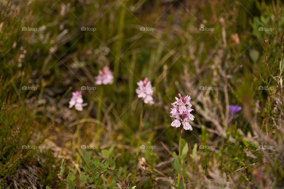 Mountain Flowers