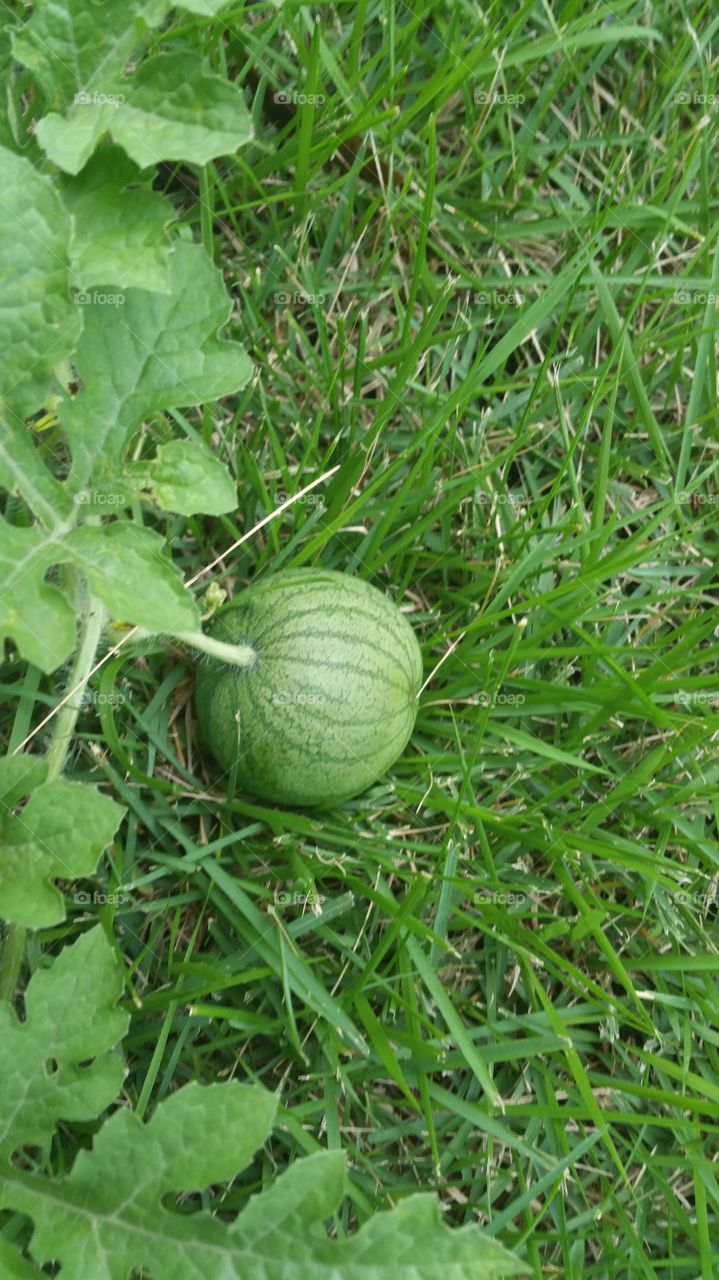 Tiny Watermelon