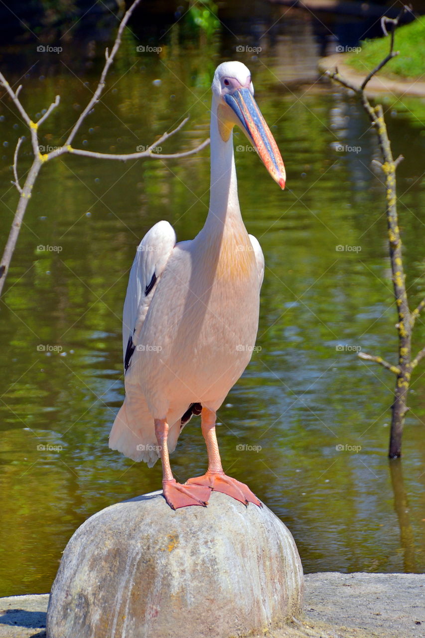 a pelican looking