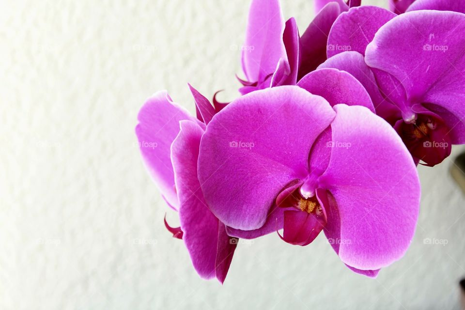 Pink orchid