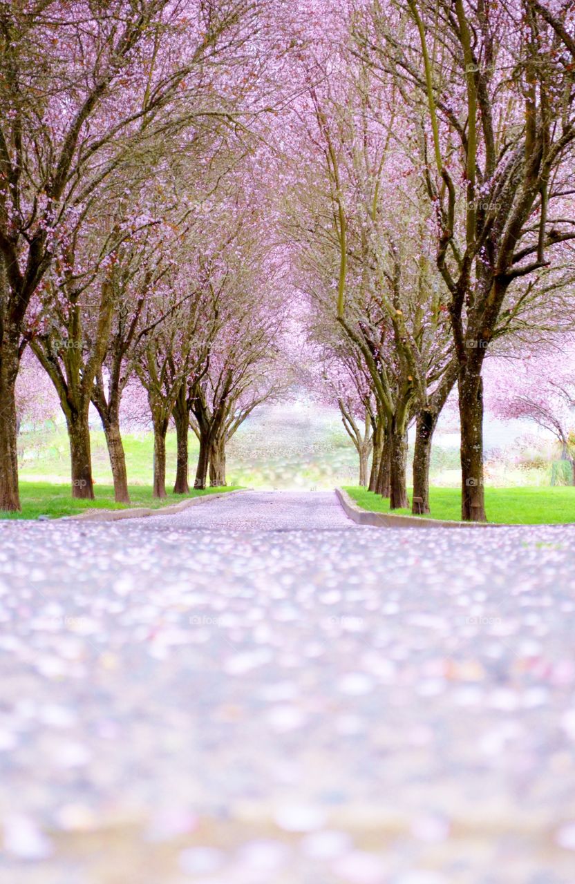 View of park with cherry blossom