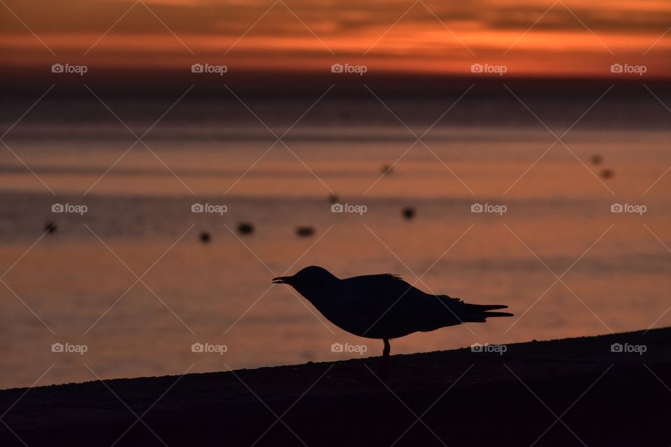 Bird, Water, Sunset, Beach, No Person