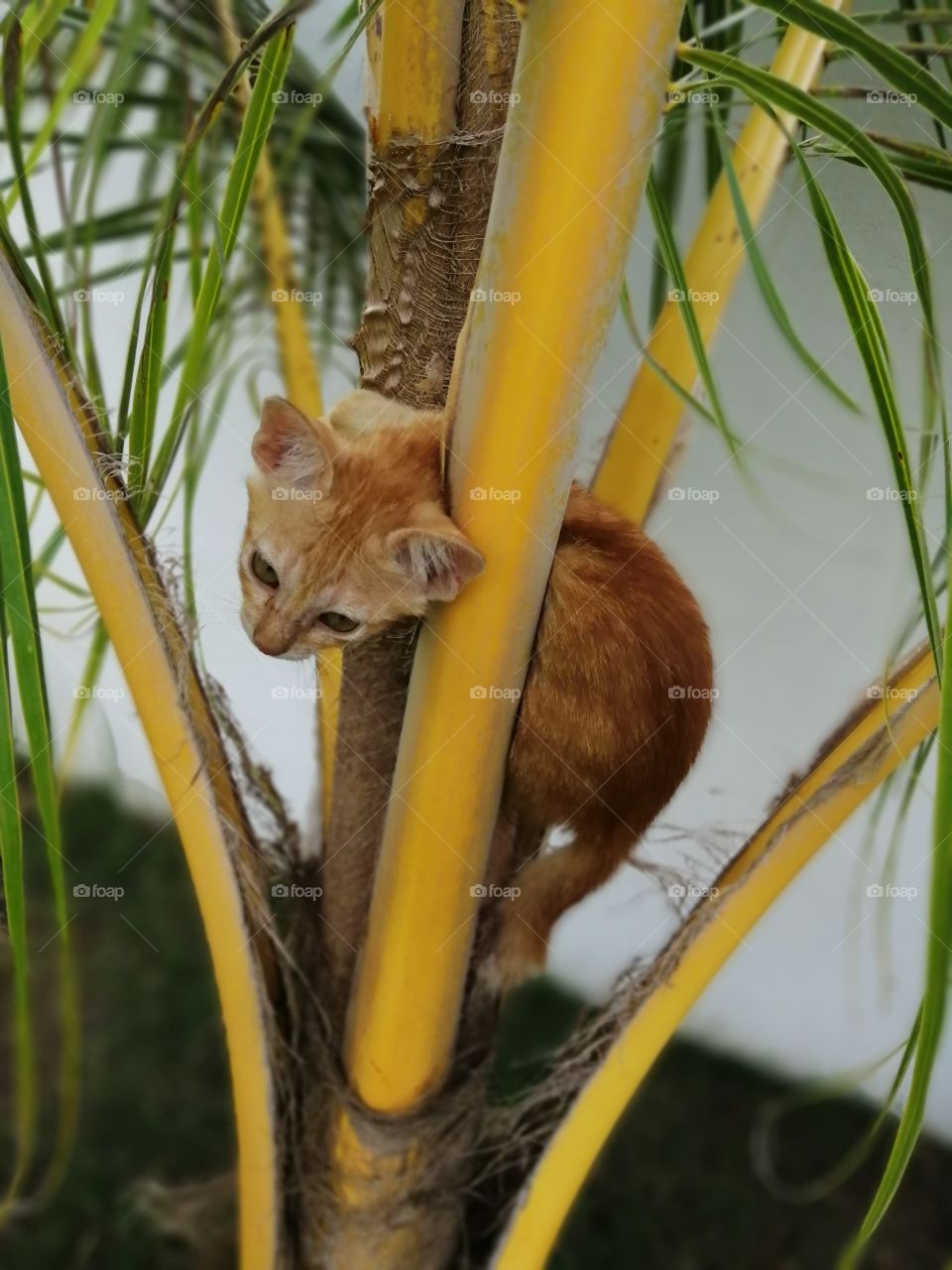 My little cat is climbing alone of the young coconut plant. She's playing and climbing up and down.
She so nice.