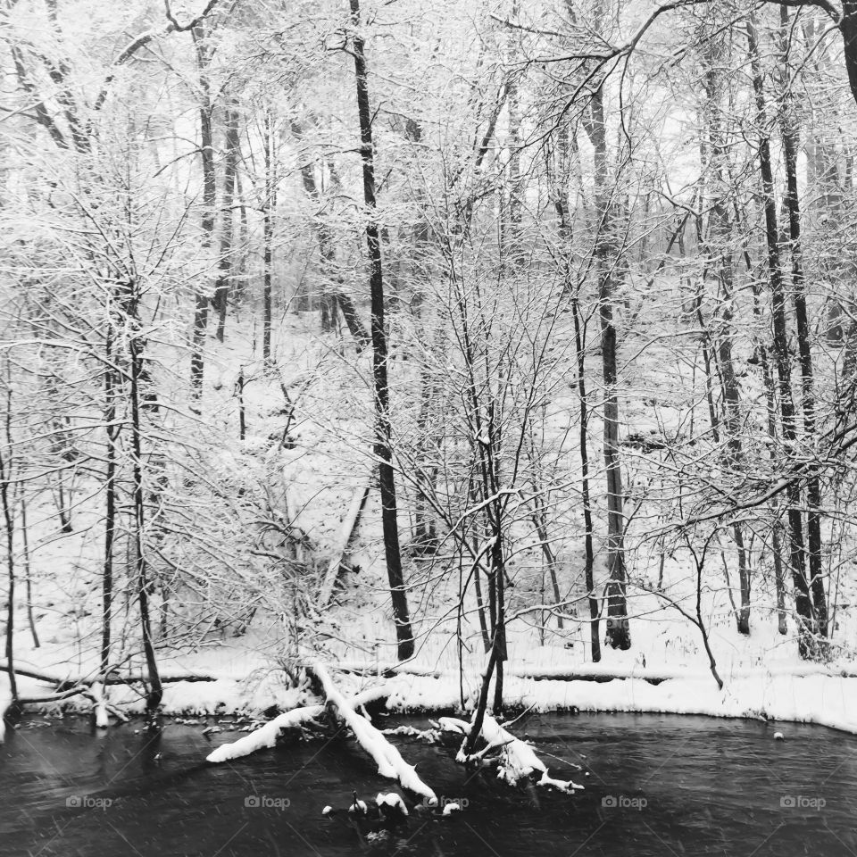 People, Wood, No Person, Winter, Tree