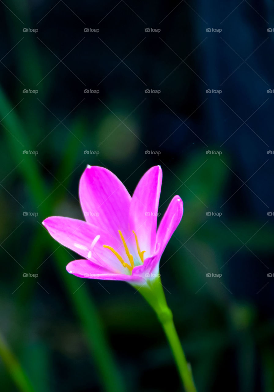 another colours of zephyranthes minuta flower plants. Beautiful pink colours