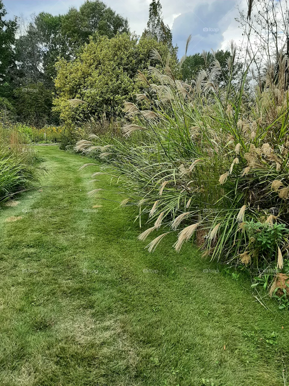Chinese silver grass