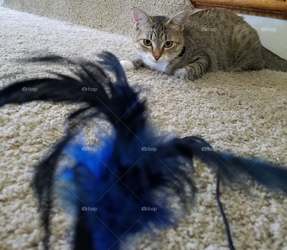 my feather toy