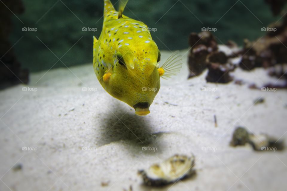 Yellow box Fish