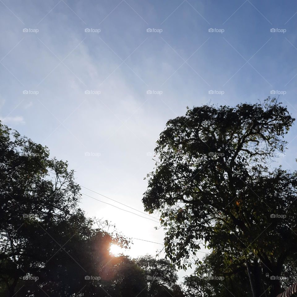 tree silhoutte sky clear blue morning
