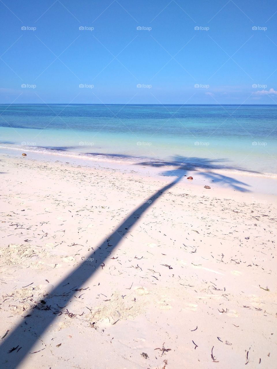 shadow of a coconut tree on the beach