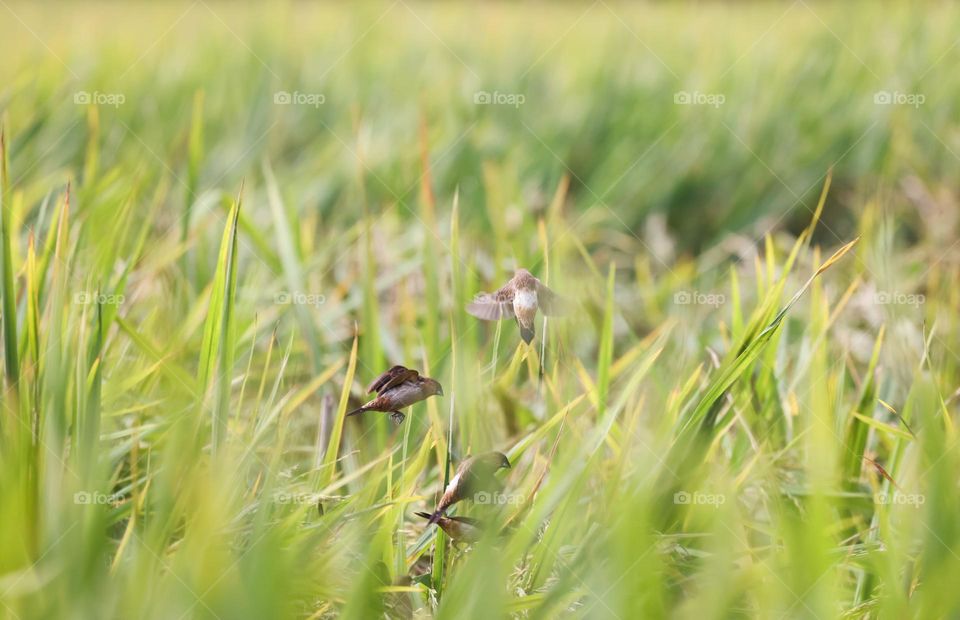 在稻田里起舞的小鸟