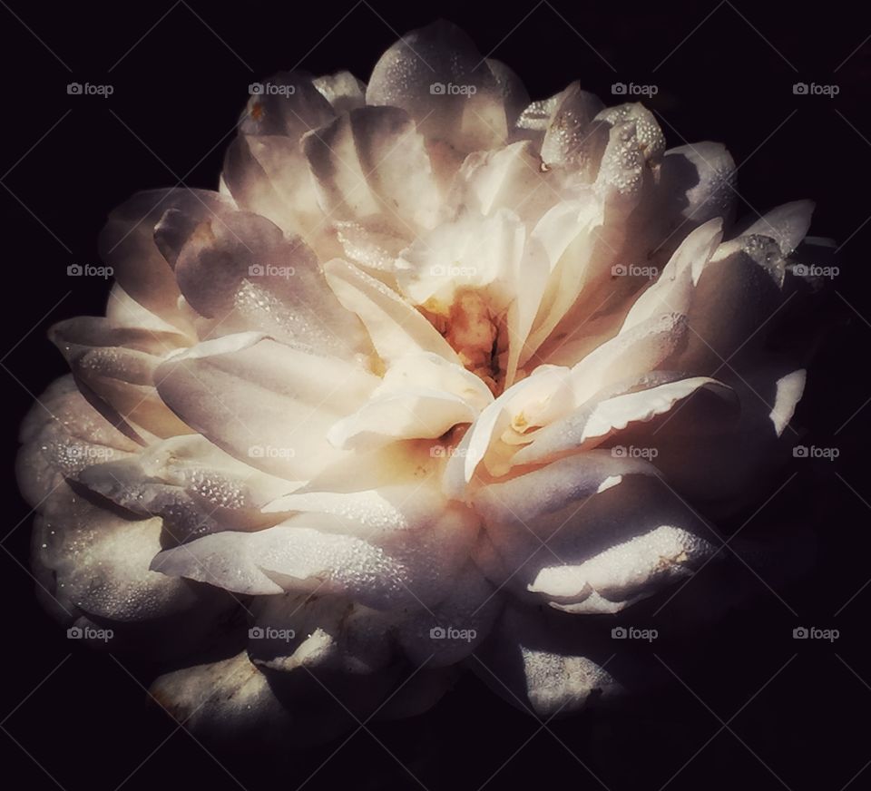 Summer rain. Summer. Rain. Flower.