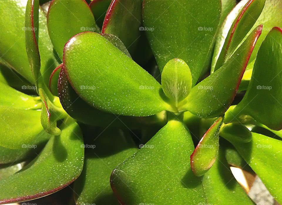 green plants flora face by lateproject