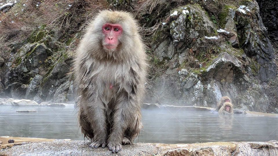 Snow Monkeys in Jigokudani, Japan