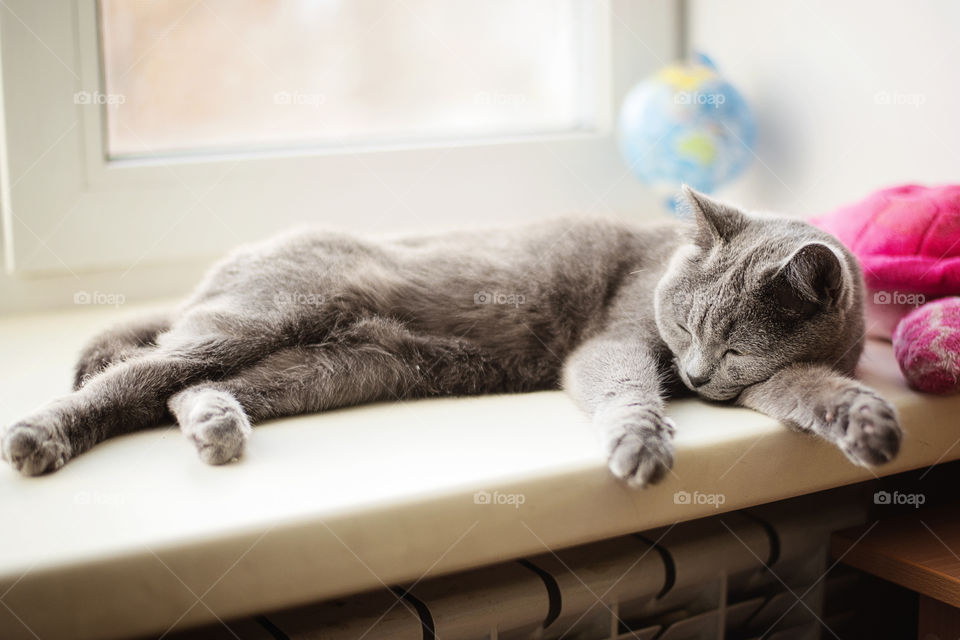 Cat sleeping near window