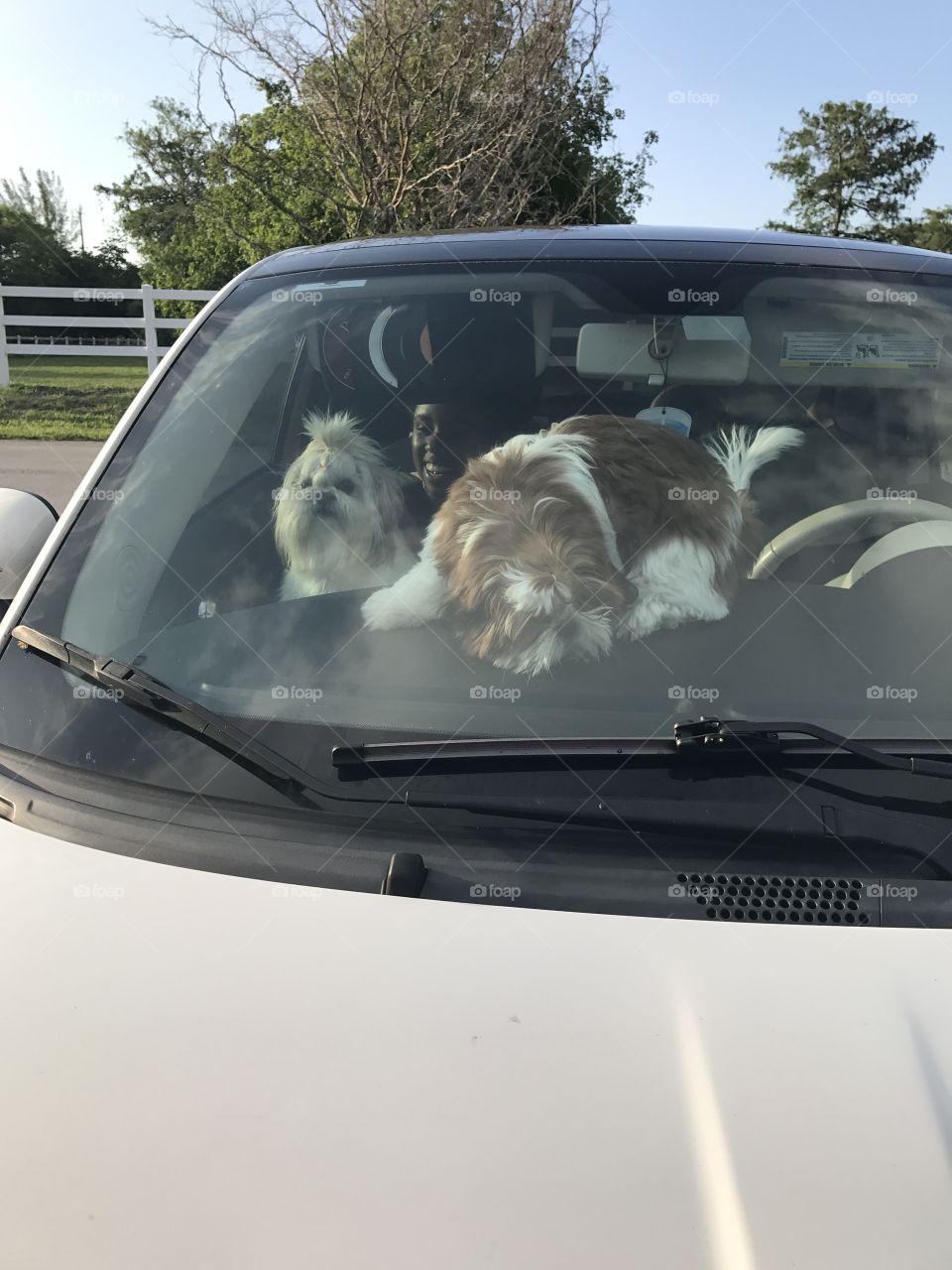 Dog in the car 