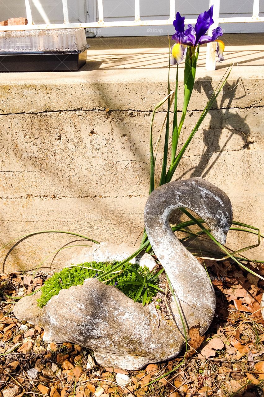 Old swan and flowers in the garden.