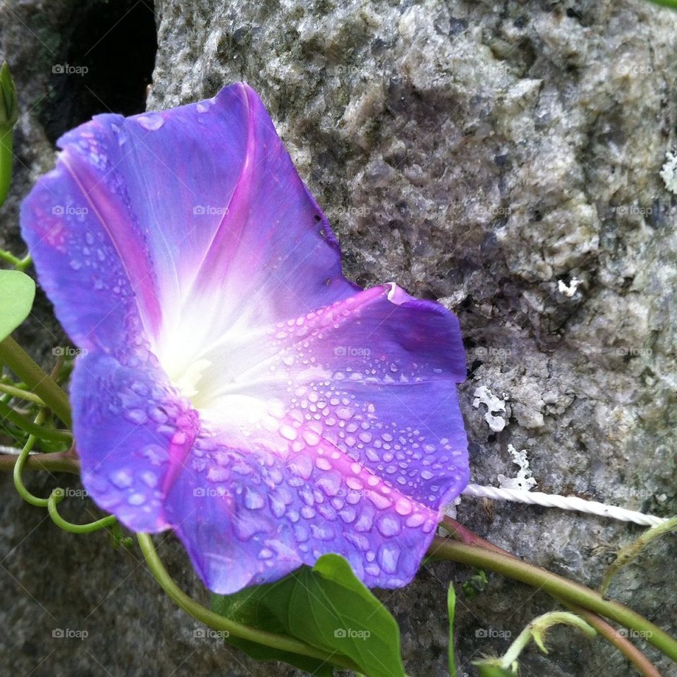 Morning Glory with Dew