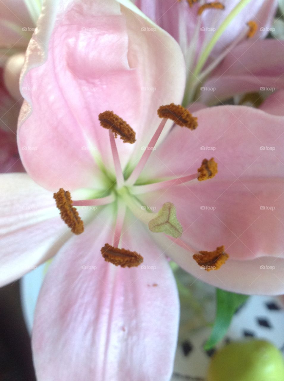 Beautiful blooming pink lily.