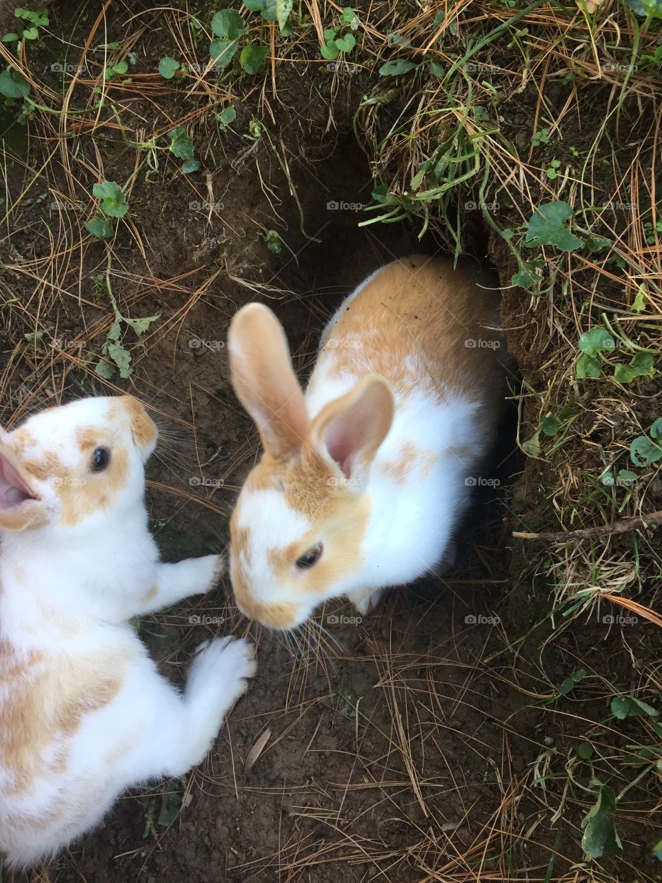 From the first litter at our rabbitry