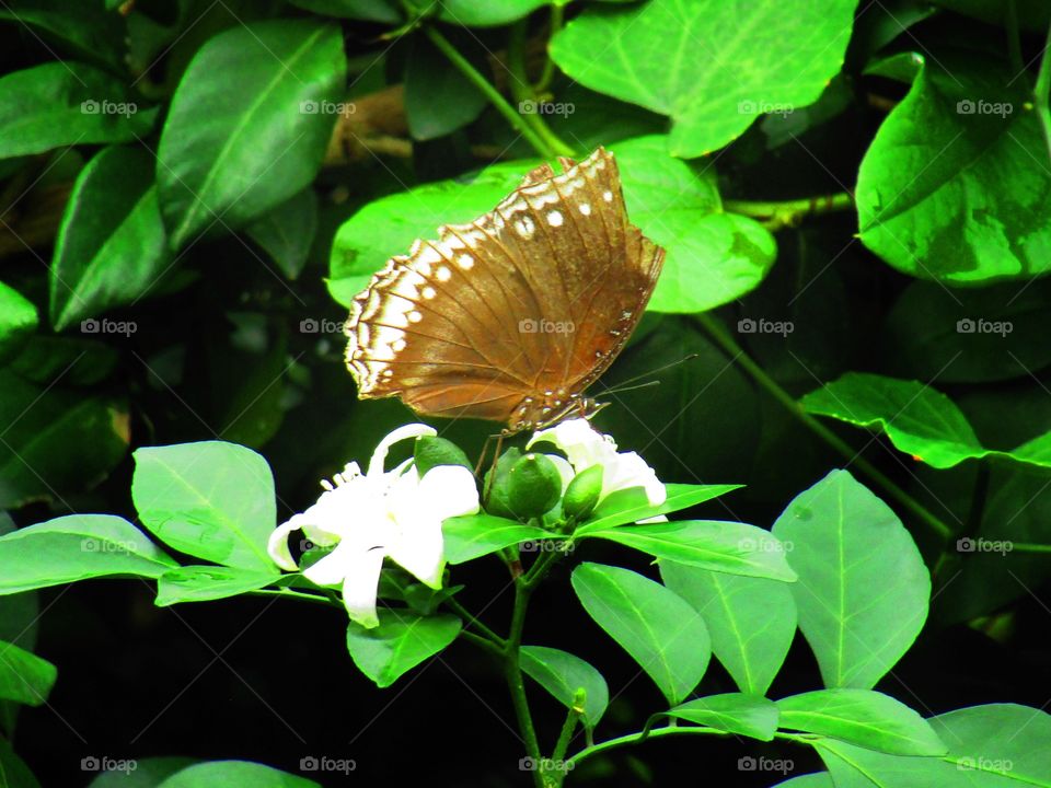 Beautiful butterfly Euploea core, the common crow is a common butterfly .Common Indian crow, and in Australia as the Australian crow.It belongs to the crows and tigers subfamily Danainae.