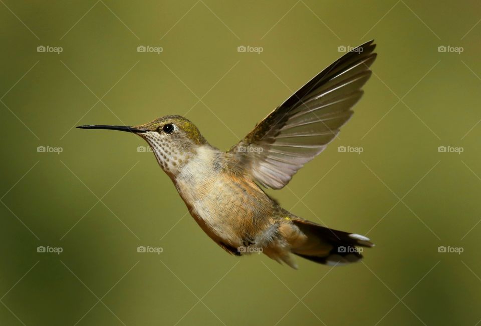 hummingbird in flight