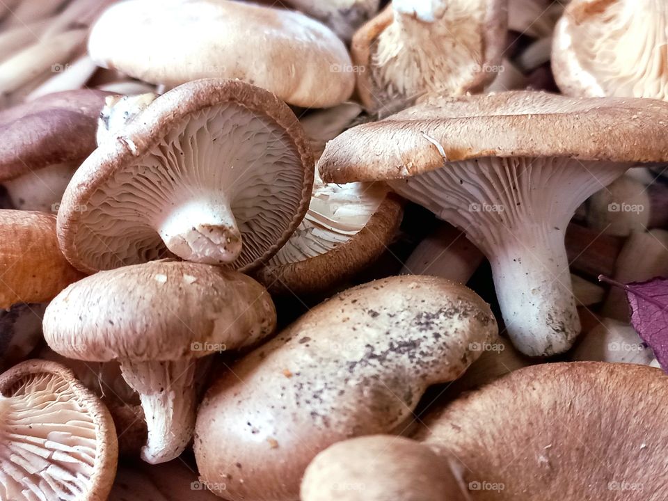 autumn mushrooms one-barrel, very aromatic and tasty