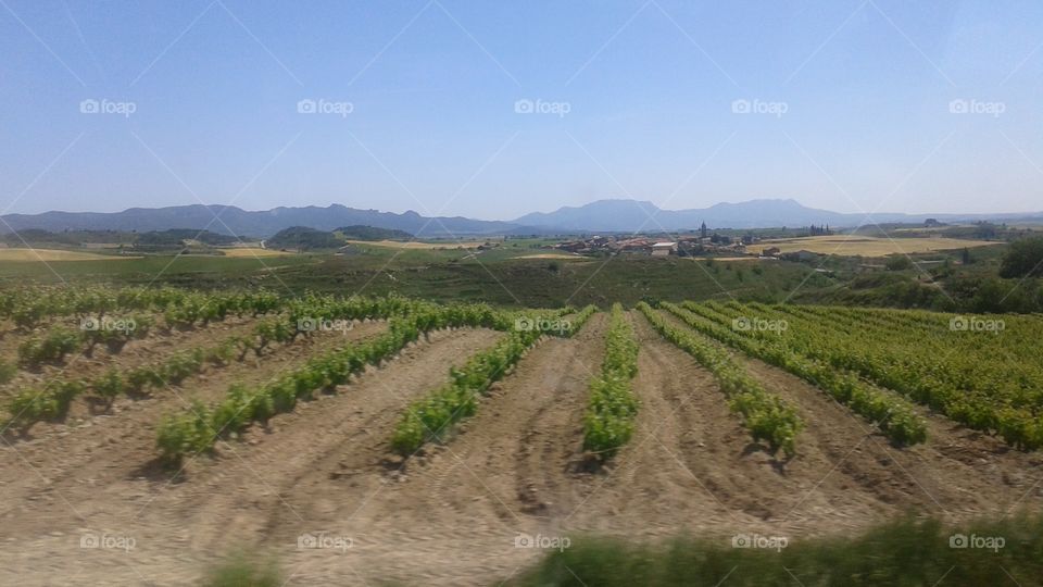 Spanish farming