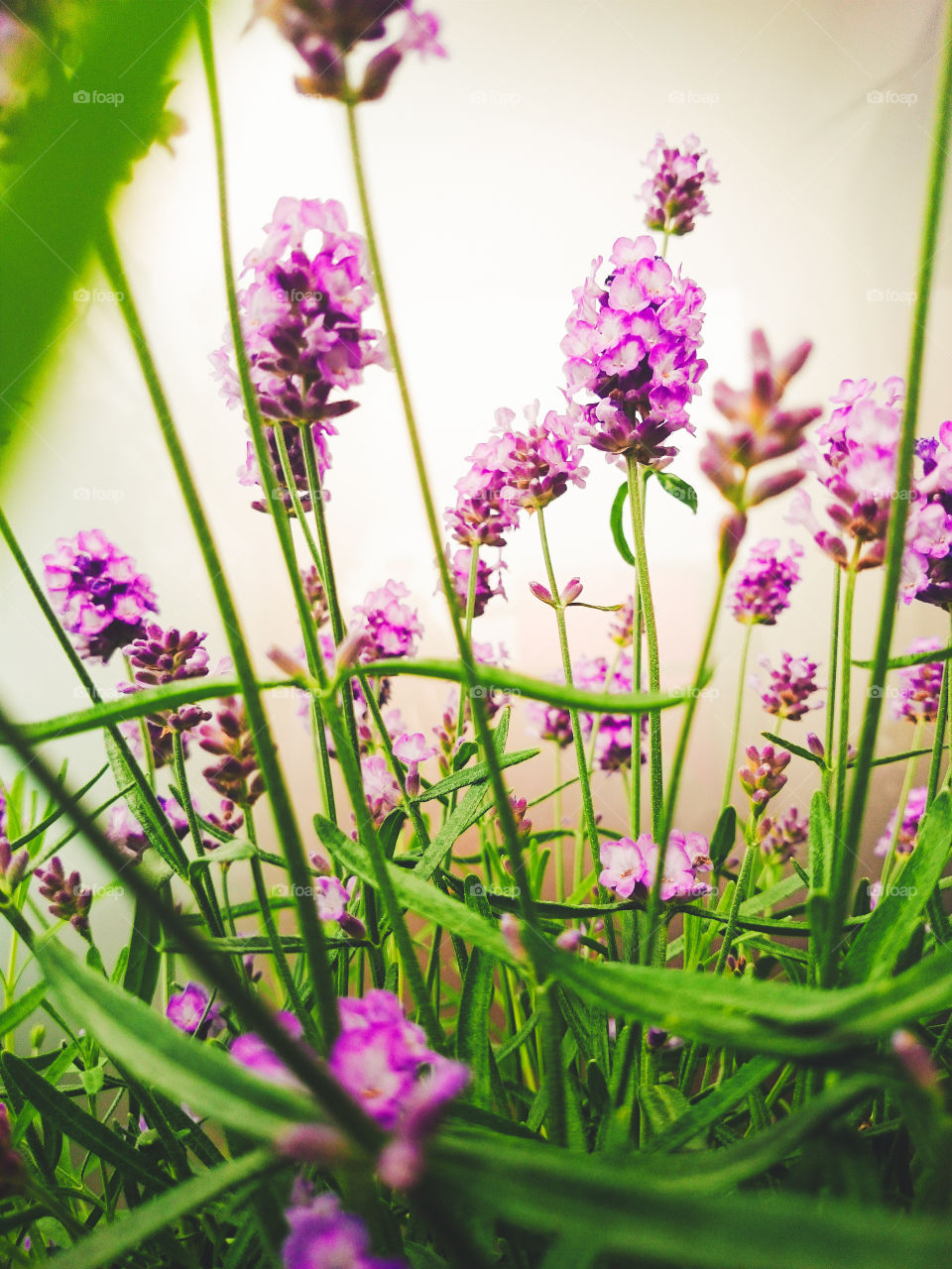 Closeup of a bright and vibrant lavender on a soft blurry background.