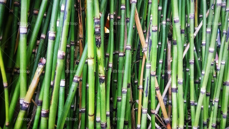 Bamboo