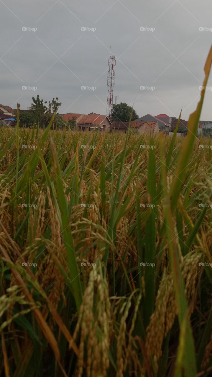 Tower and agriculture