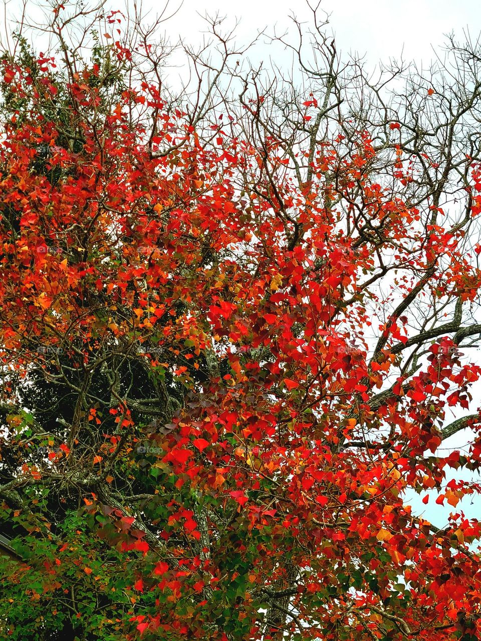 colorful Autumn leaves