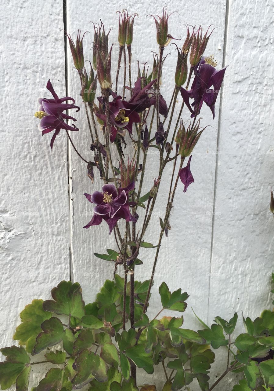 Deep purple fleurs