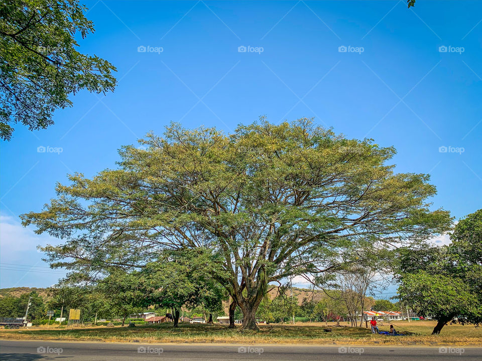 Árbol en colombia- Colombian Tree