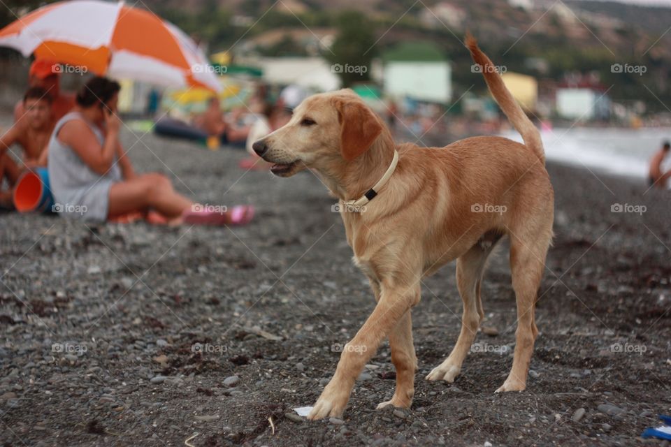 Dog, Pet, Canine, Mammal, Portrait